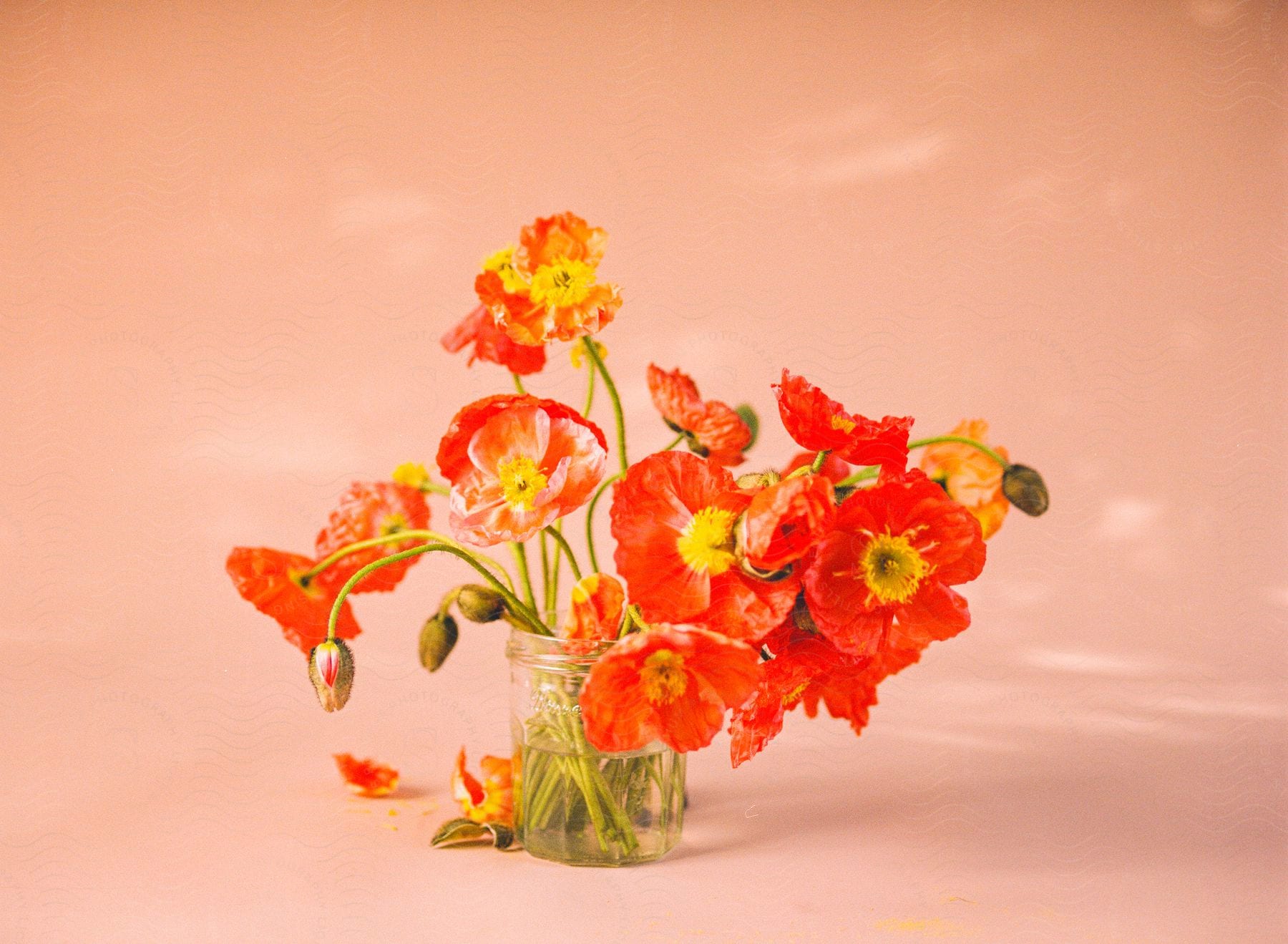 A wilting bouquet of red and yellow flowers sits in a vase against a pink background.