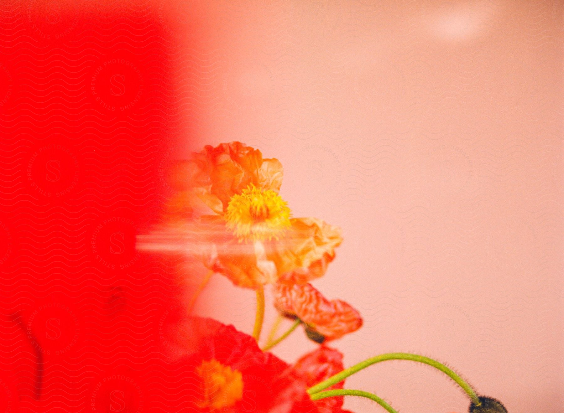 A flower arrangement sitting in a room.