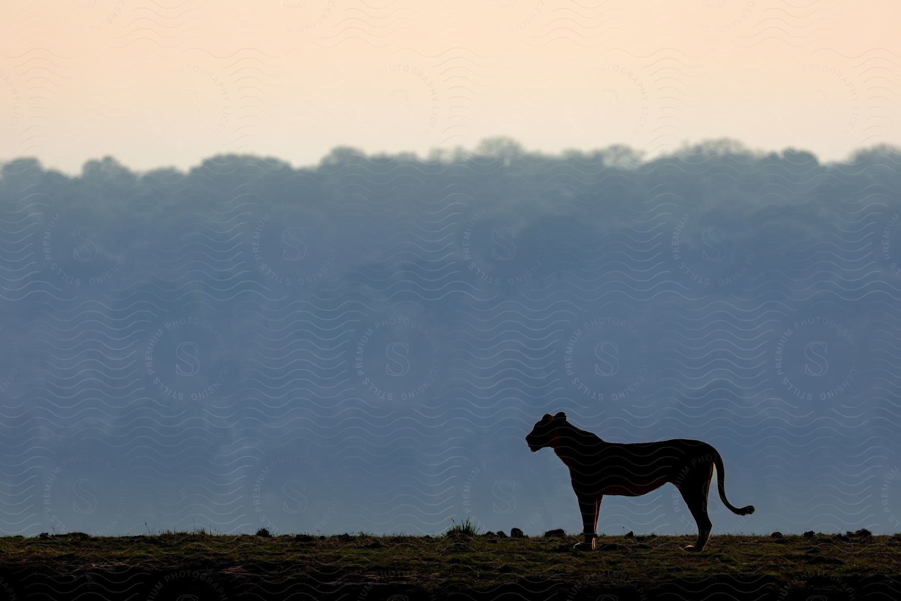 A silhouette of a quadrupedal animal that is facing left