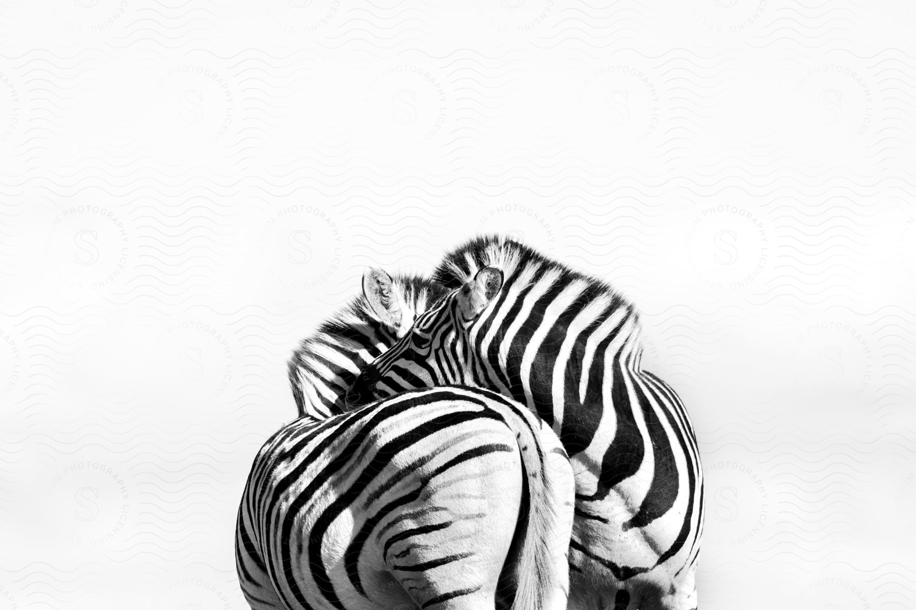 Two zebras huddle on a bright, empty plain.