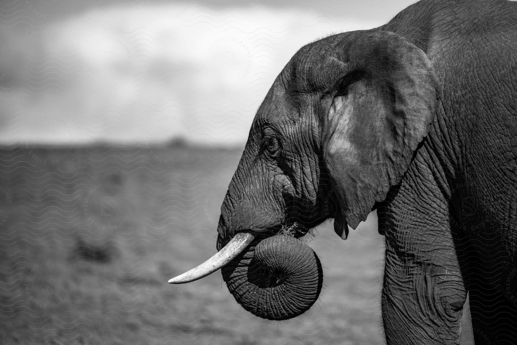 An elephant sticks out its tusks as it curls its trunk