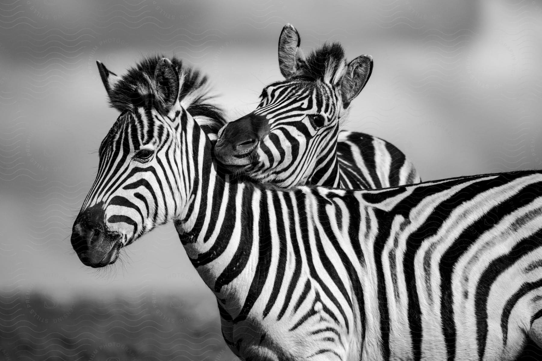 Two zebras close together in black and white, one facing forward, the other to the side.