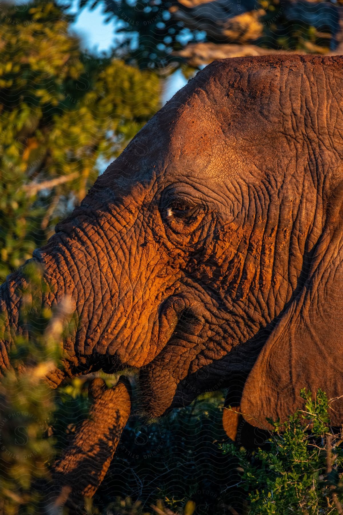 The sun shines upon an elephant near the trees