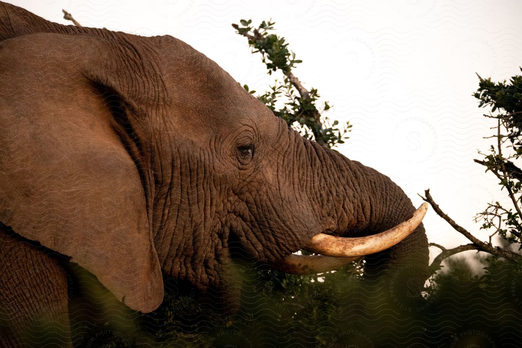 Close up of an elephant with large tusks surrounded by trees against a clear sky