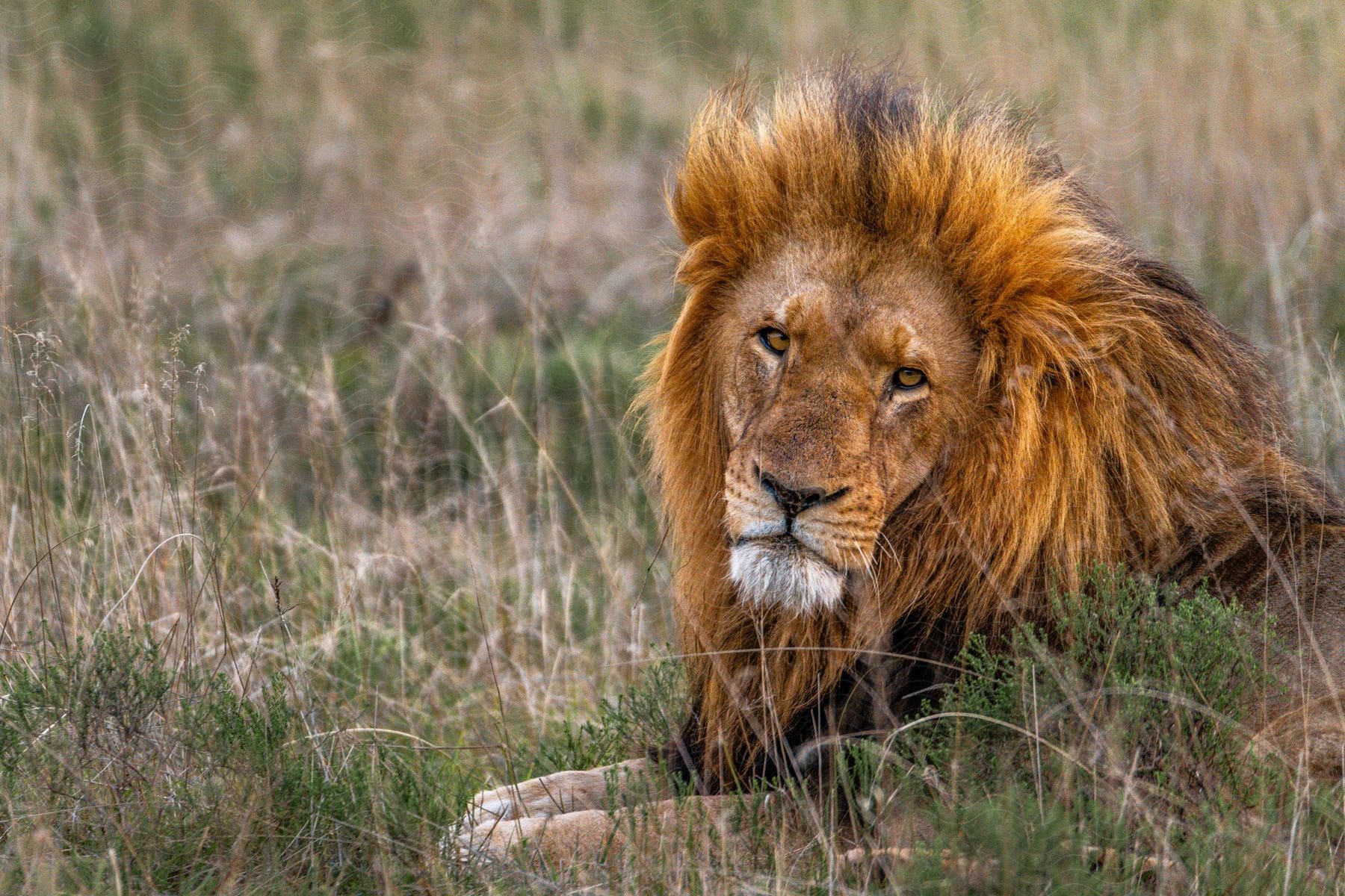 Lion lying in the jungle staring.