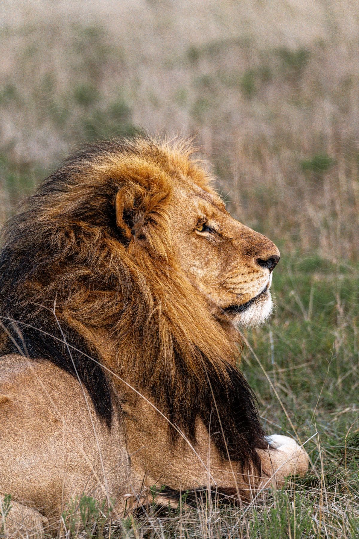 A lion laying out in the grass on a sunny day.