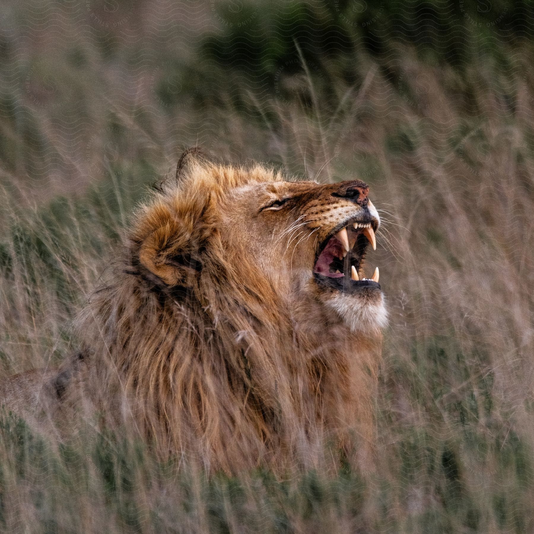 A lion lays in the grass and roars with mouth wide open and teeth showing