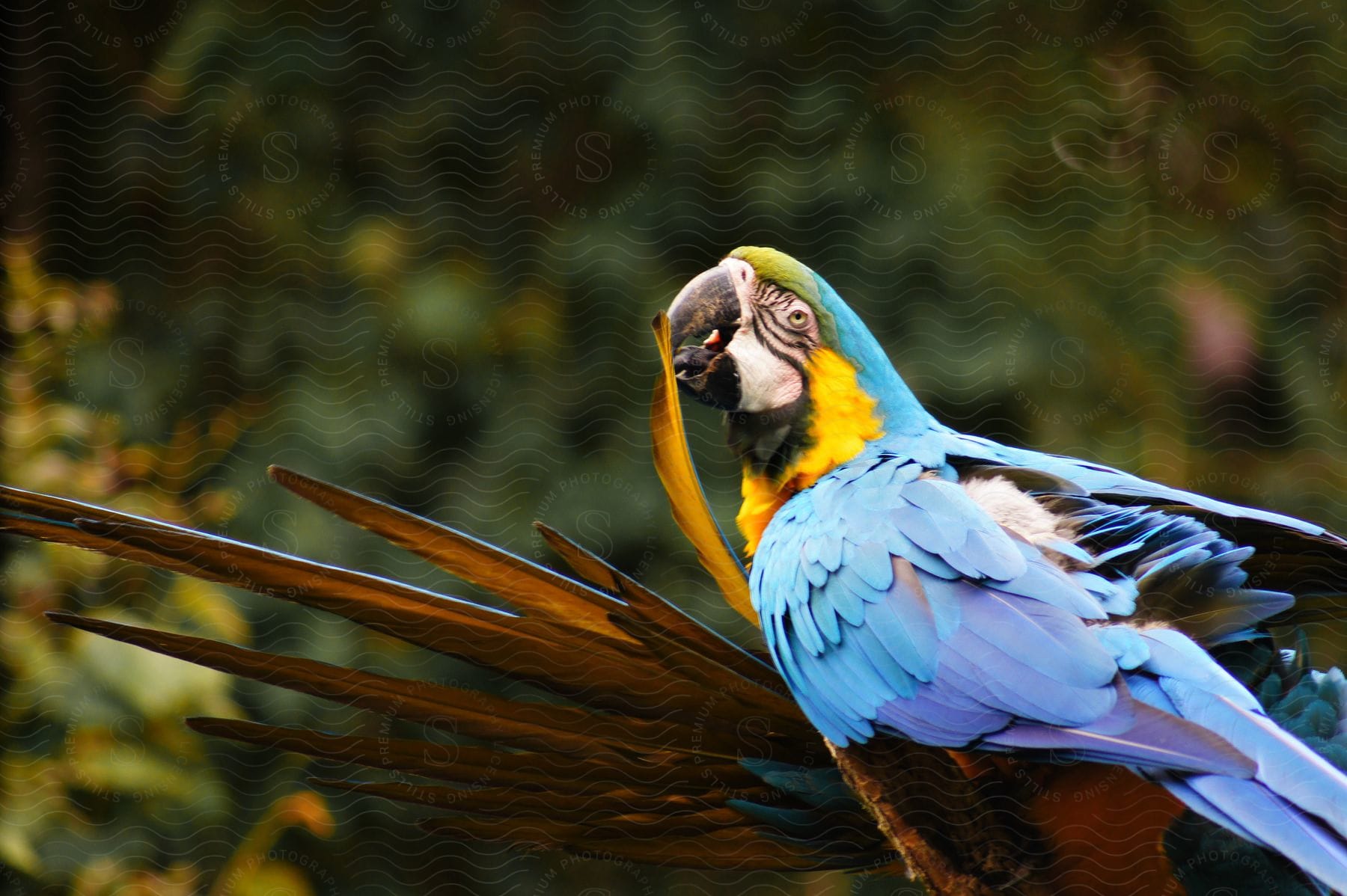 A colorful blue and yellow macaw with open wings in a natural environment.