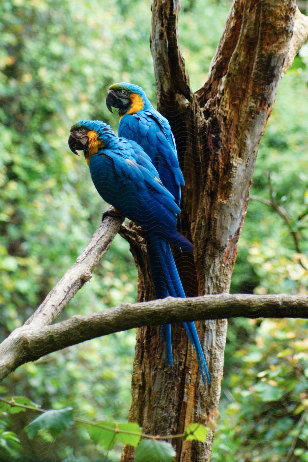 Two blue parrots sit together on a tree branch