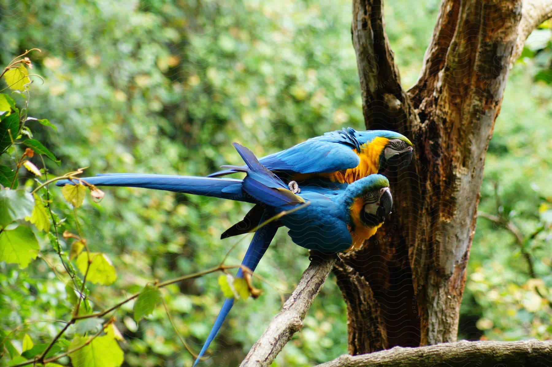 Two blue parrots sit together on a tree branch