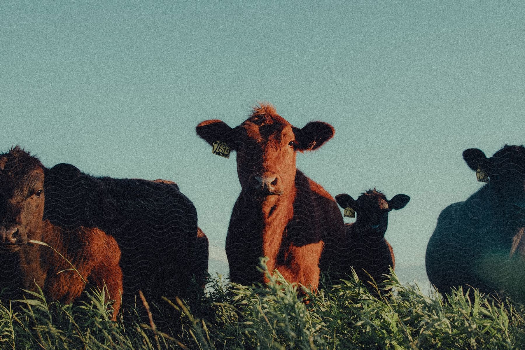 A herd of cows grazes in a field under a clear sky.