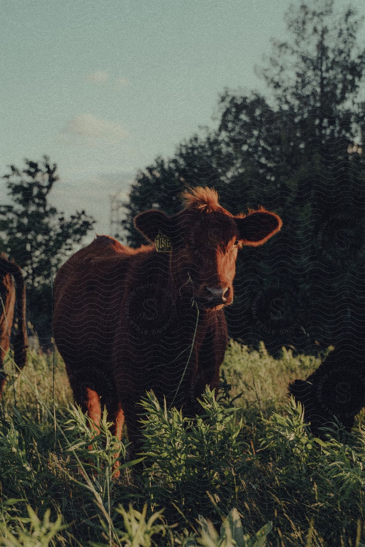 Brown cow with tagged ear stands outdoors in field near trees