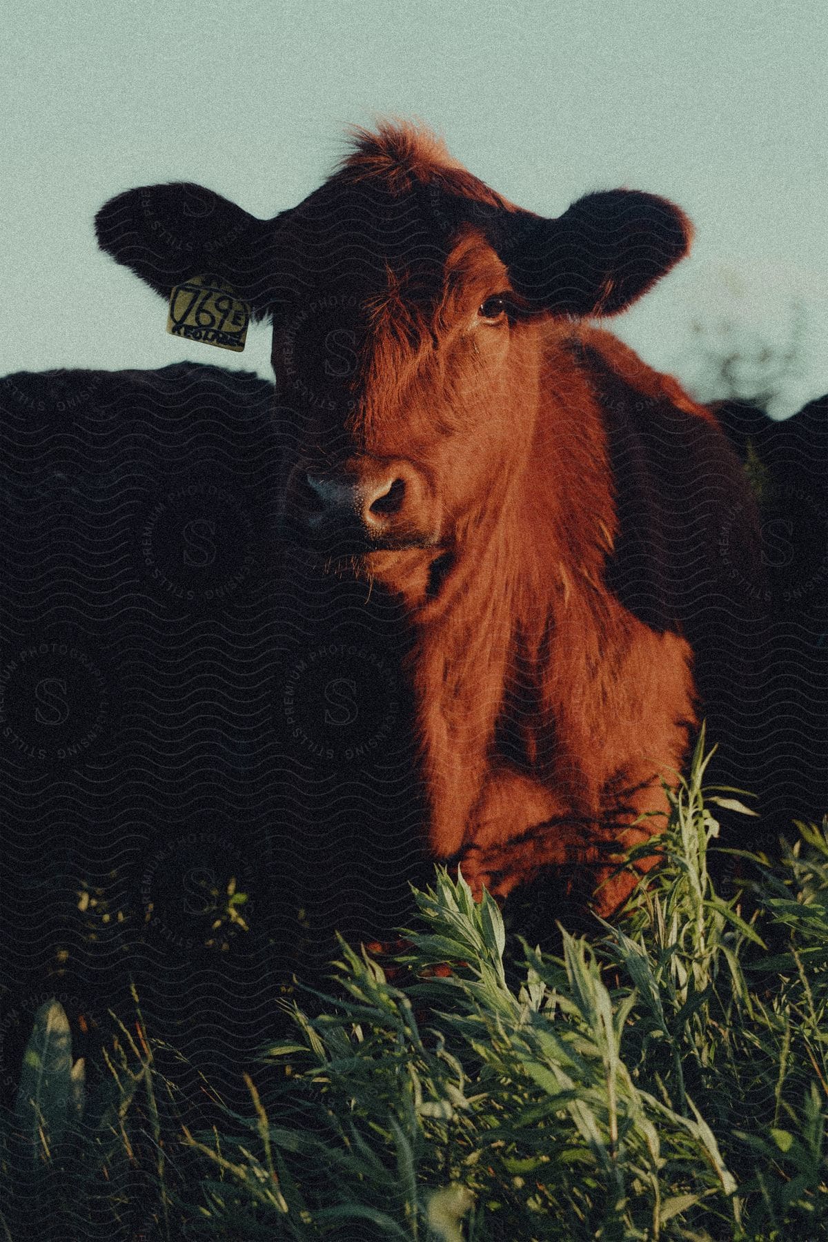 Brown Cow With Ear Tag Standing In A Field During Sunset