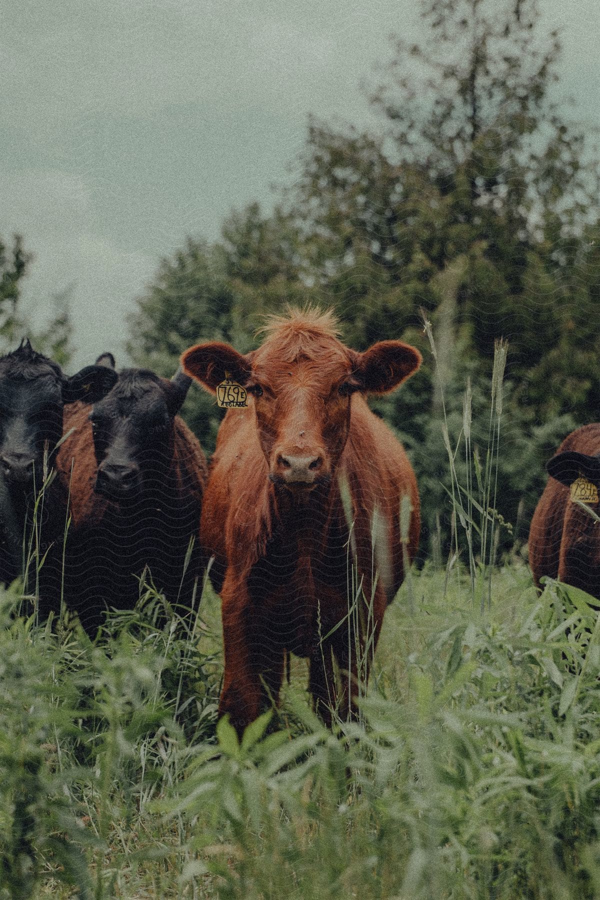 Brown and black cows, with labeled ears, in a grassy field.