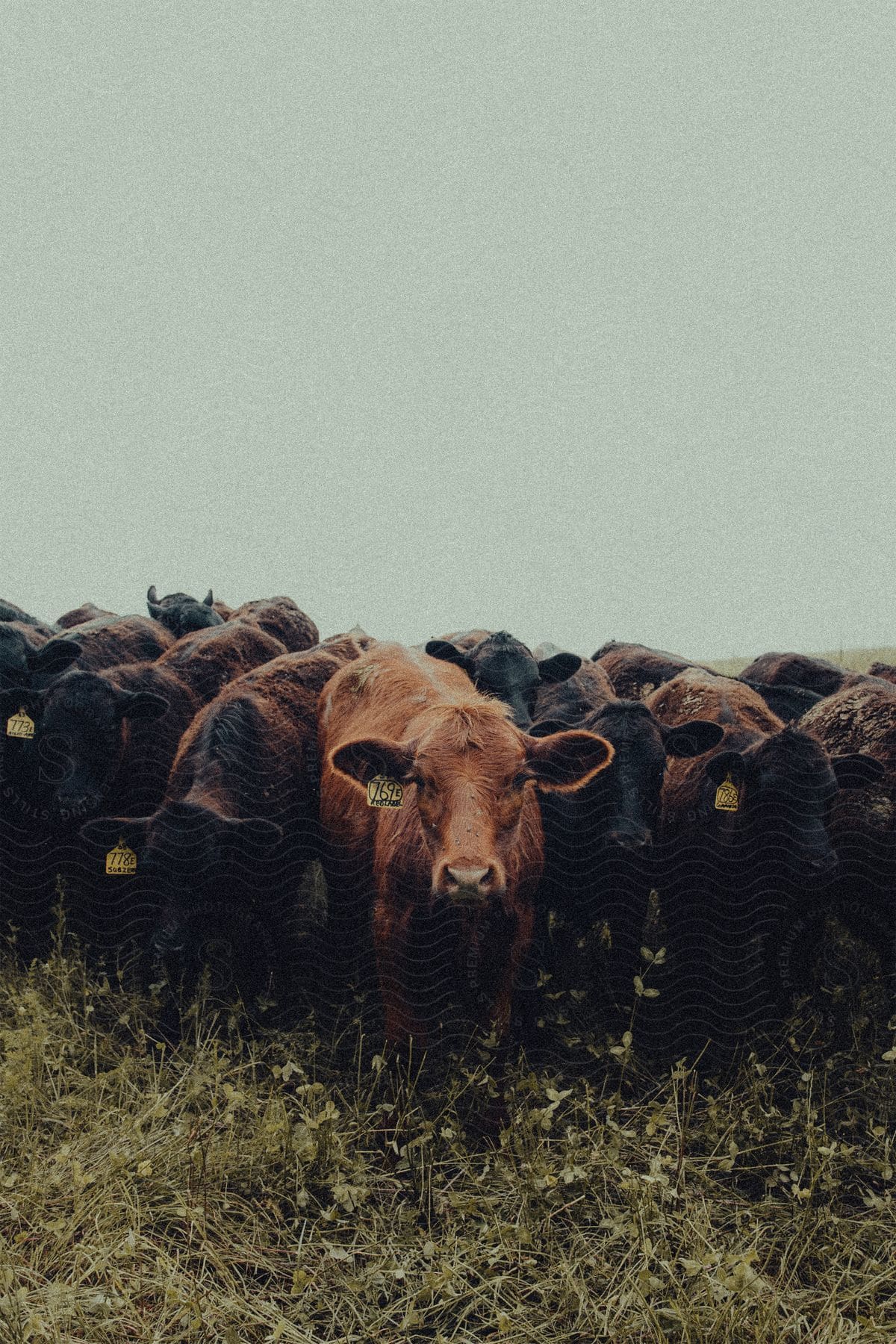 A light brown cow looking ahead and to the sides of several other dark colored cows and they all have markings on their ears