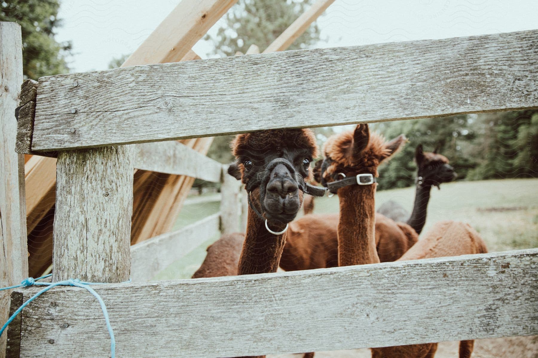 Alpacas look through a through a fence