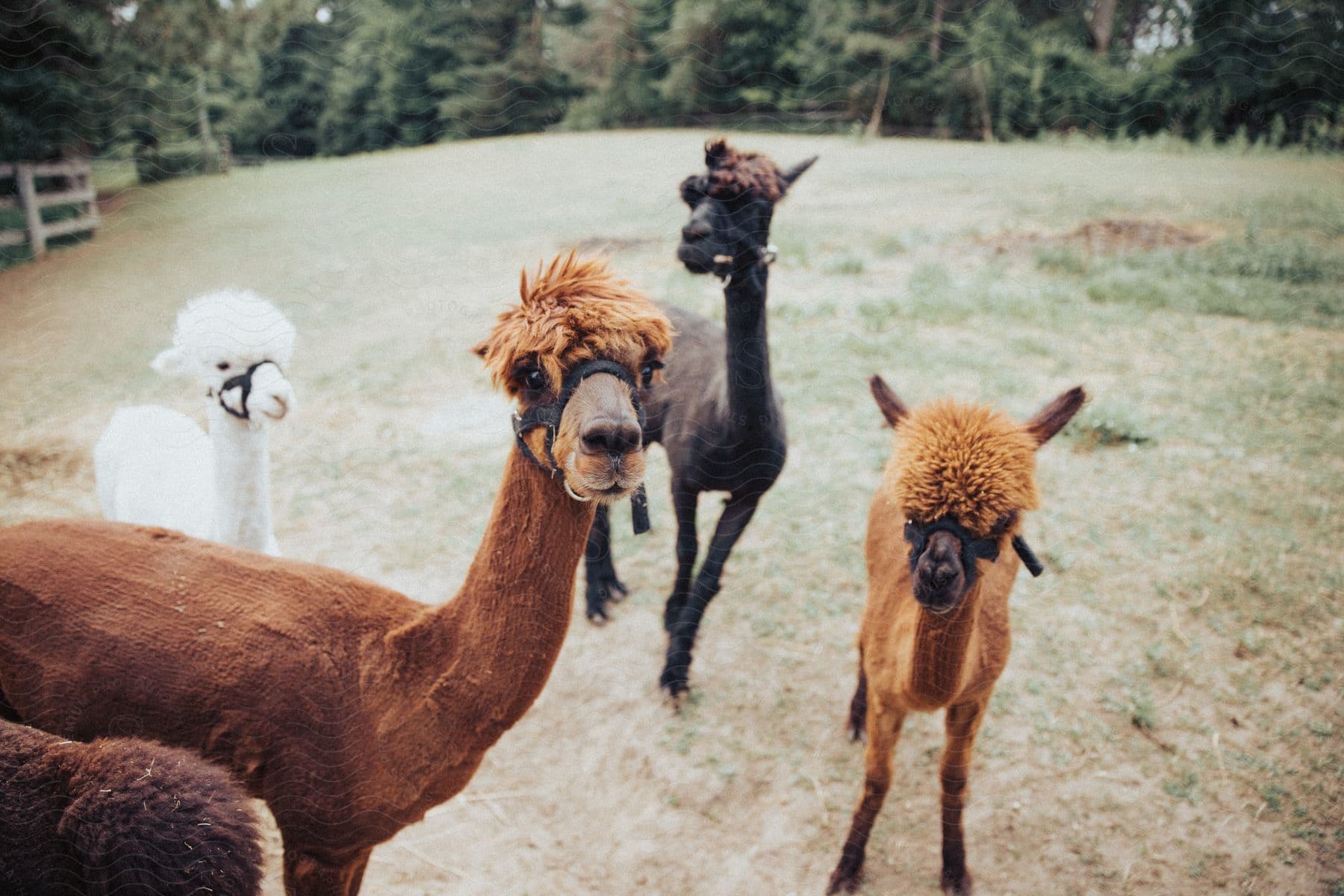 Four alpacas of different colors standing in a grassy field and looking straight ahead
