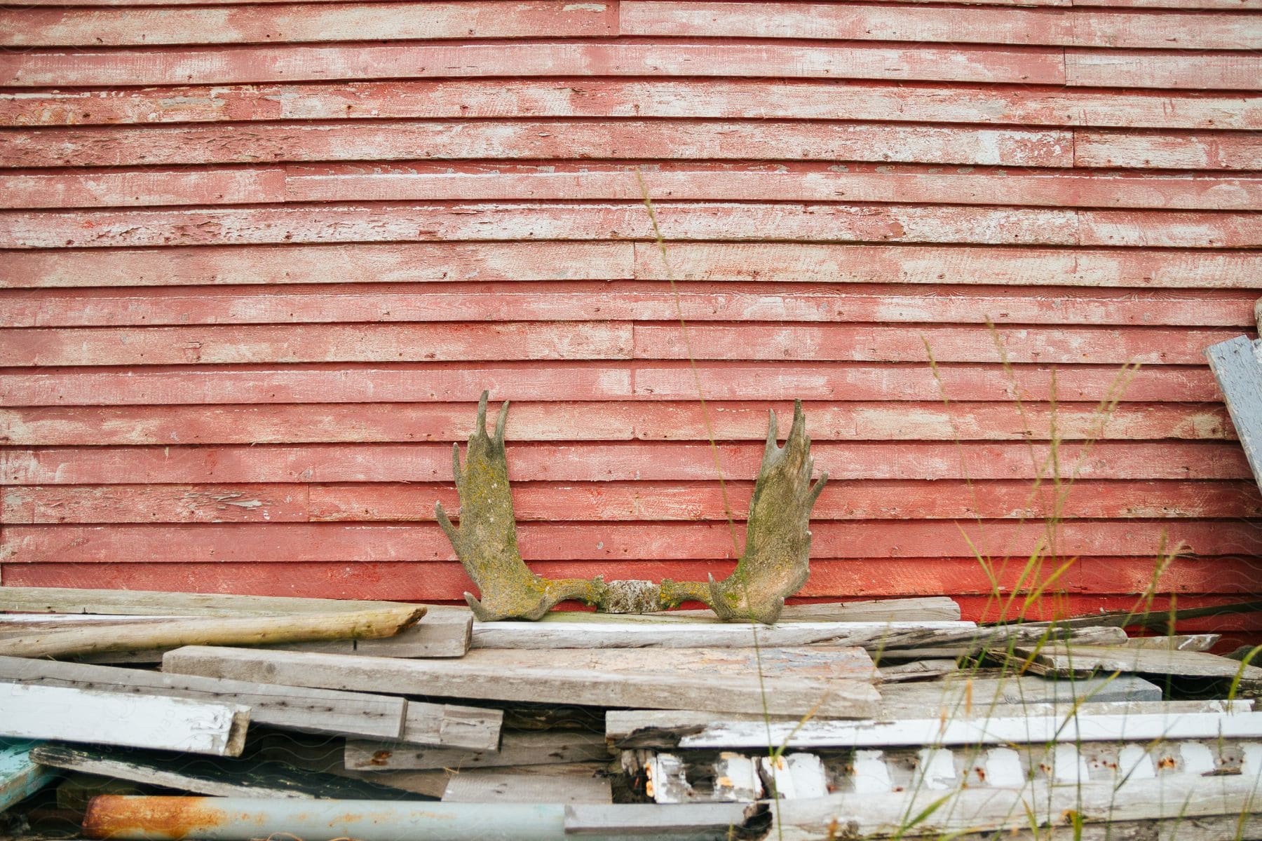 Moose antlers on a pile of wood planks against a weathered red wooden wall.