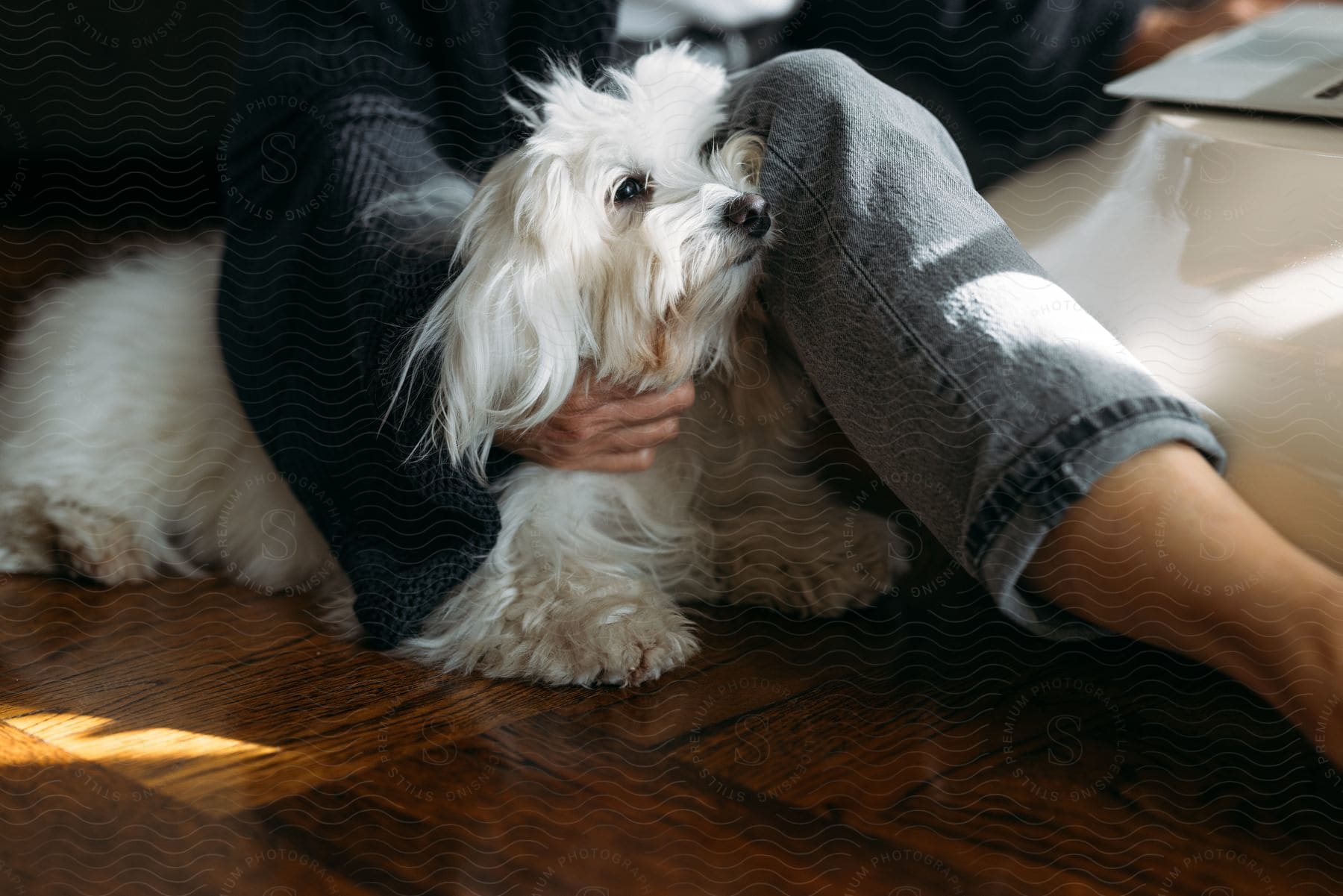 Person sitting on the floor and with one of their hands on their white-coated dog.