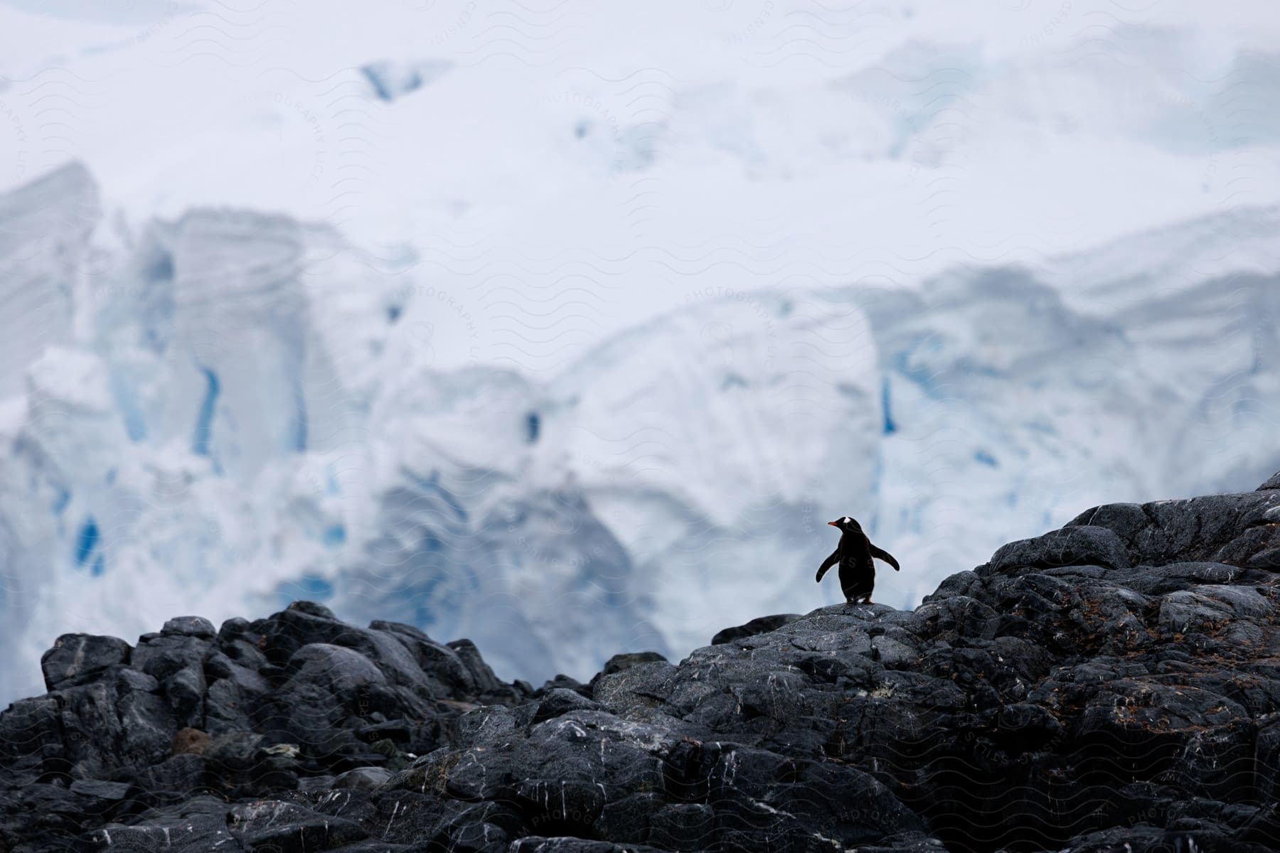 A penguin stands atop a rocky hill, gazing out over a vast expanse of glacier, its sleek black and white feathers contrasting with the icy surroundings.