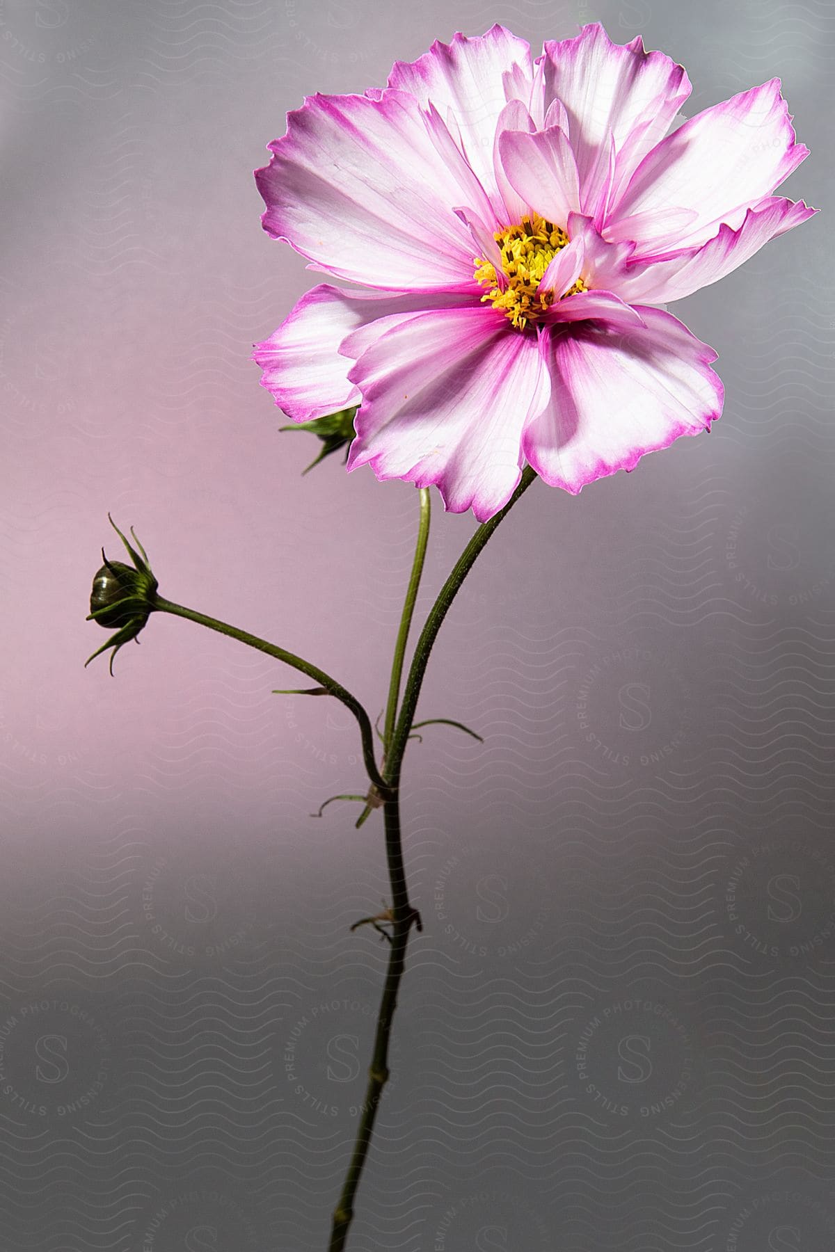 A Single Pink And White Flower On A Stem With A Couple More Buds