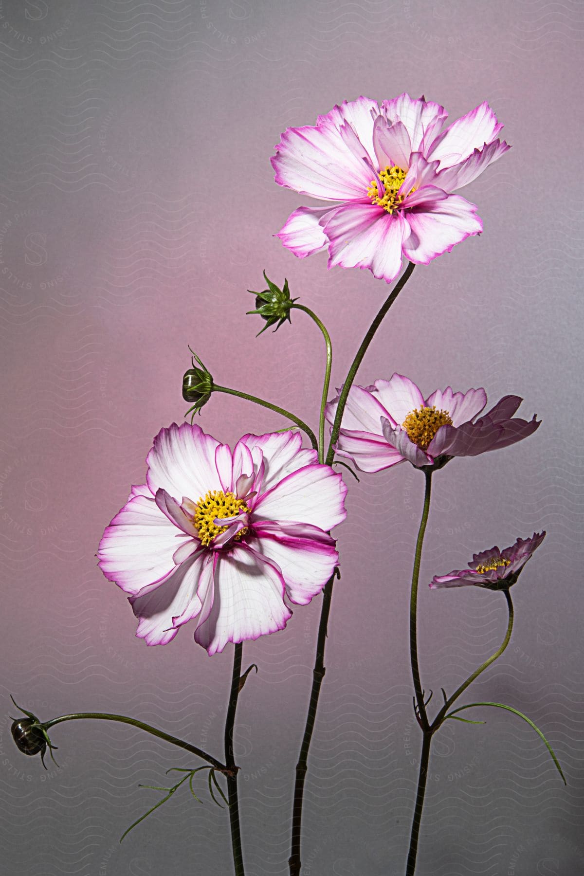 Still life of a plant in white petals with pink surroundings on a grayish background