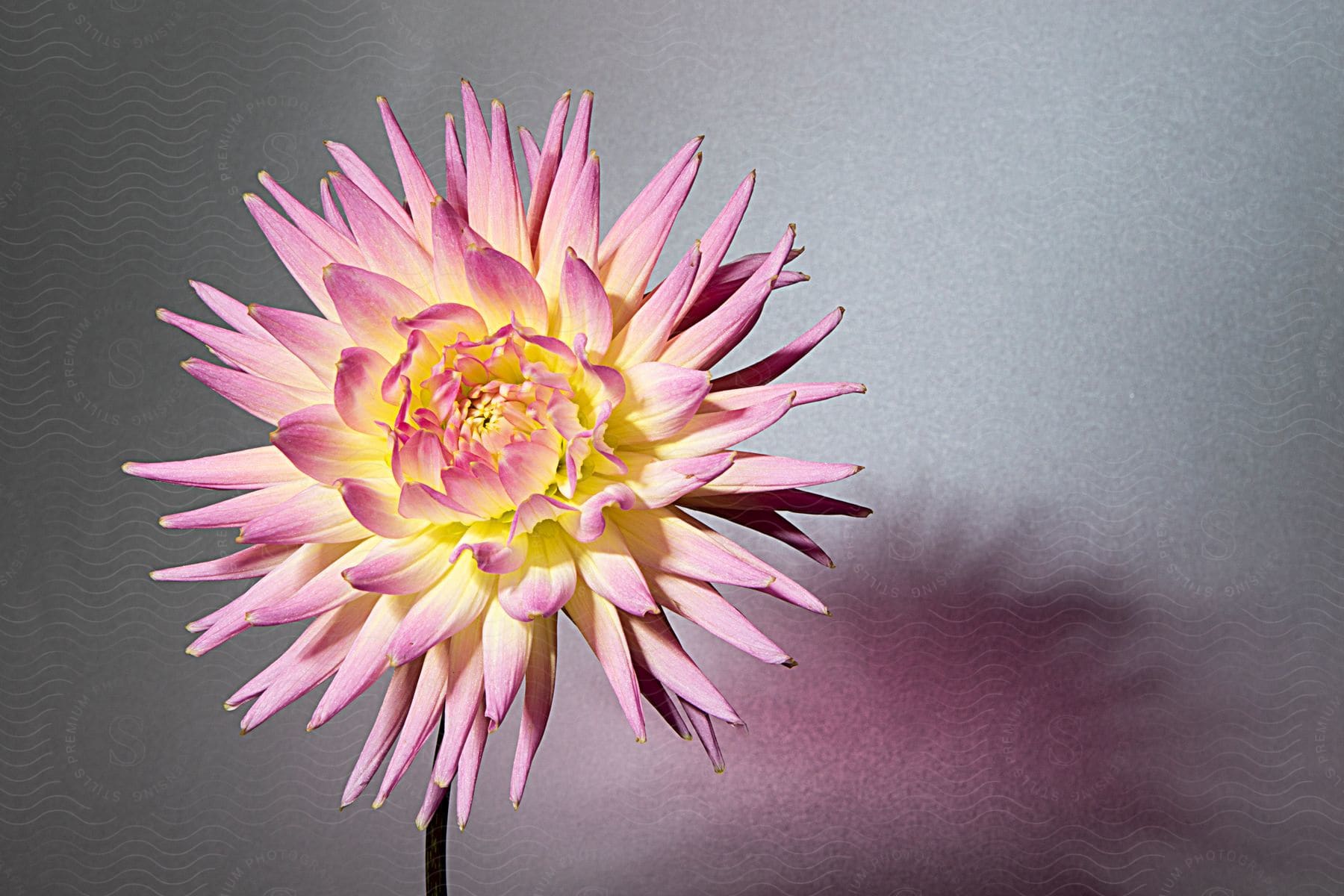 Pink dahlia with yellow center and shadow on a gray background.