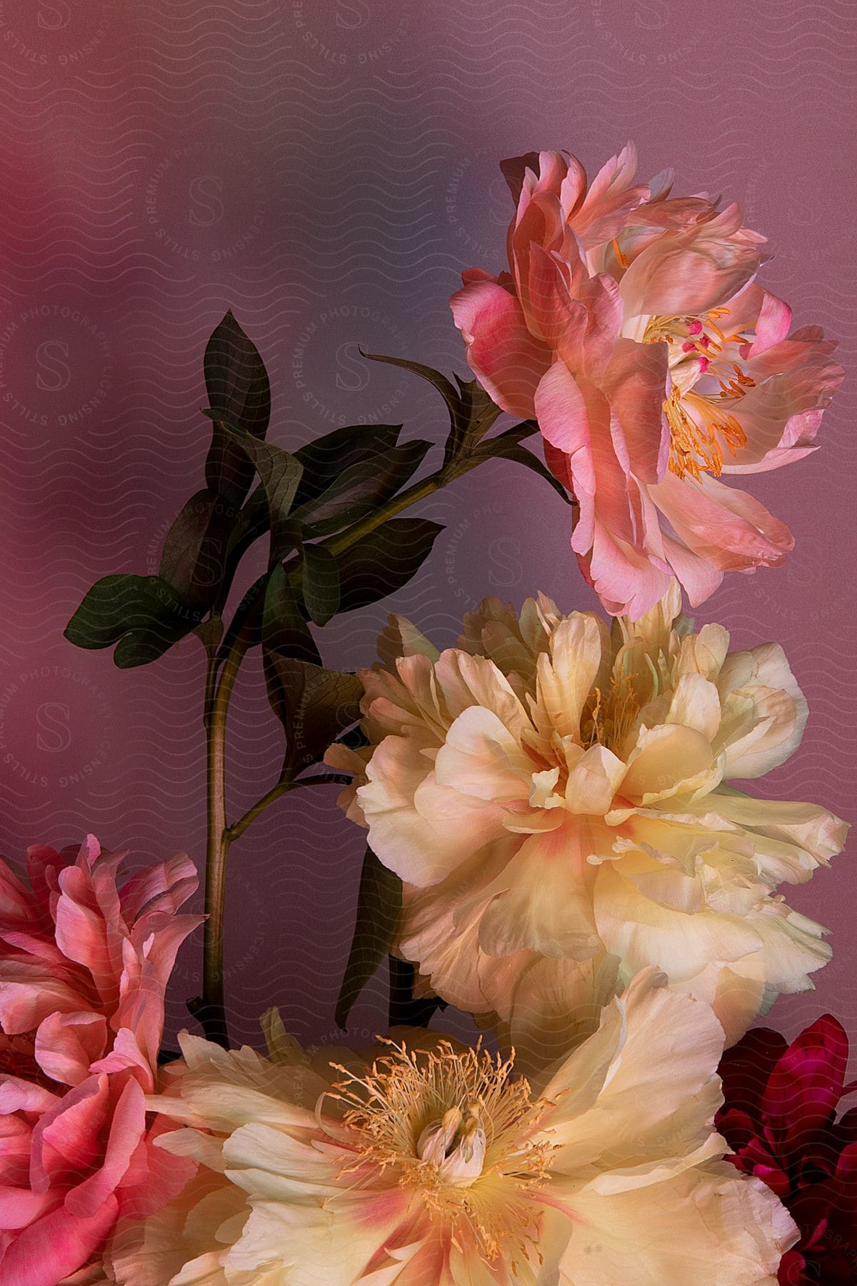 A bouquet of large pink and cream flowers are arranged in front of a pink background.