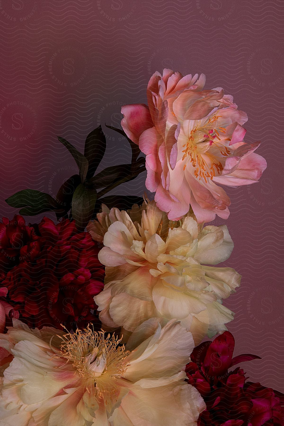 a flower plant growing yellow and pink flowers