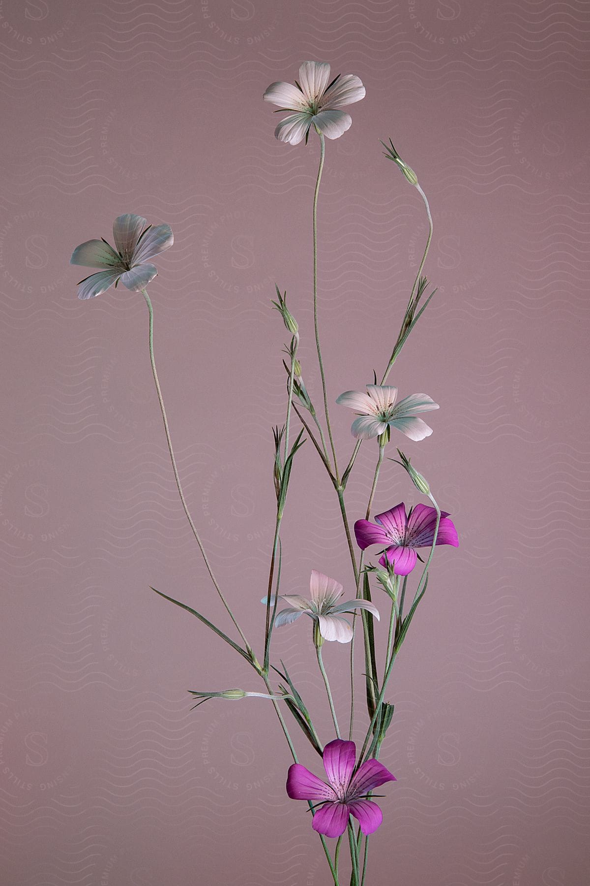 a flower plant with green and purple flowers