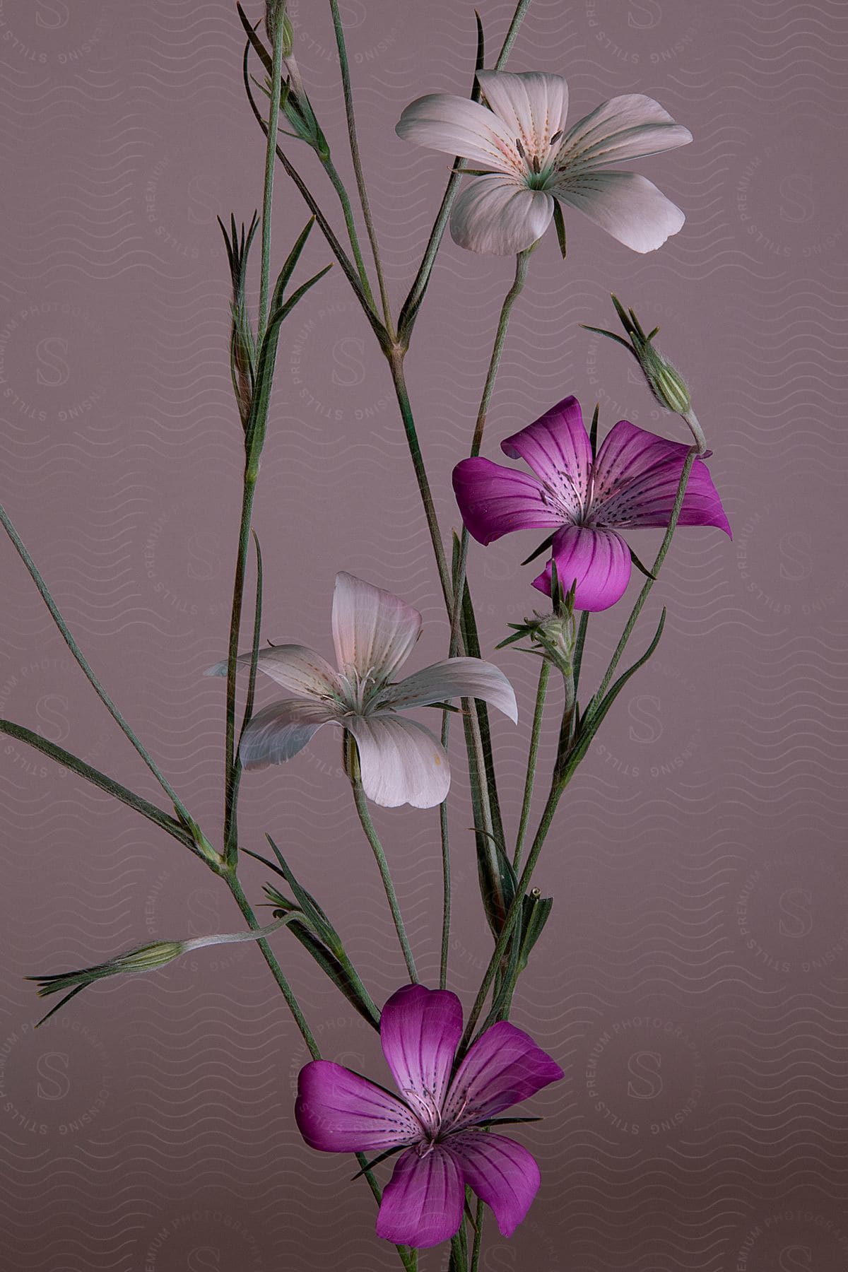 Close up of white and purple flowers