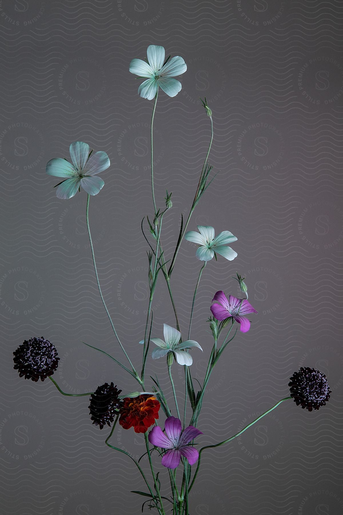 A variety of flowers with slender stems set against a muted grey backdrop