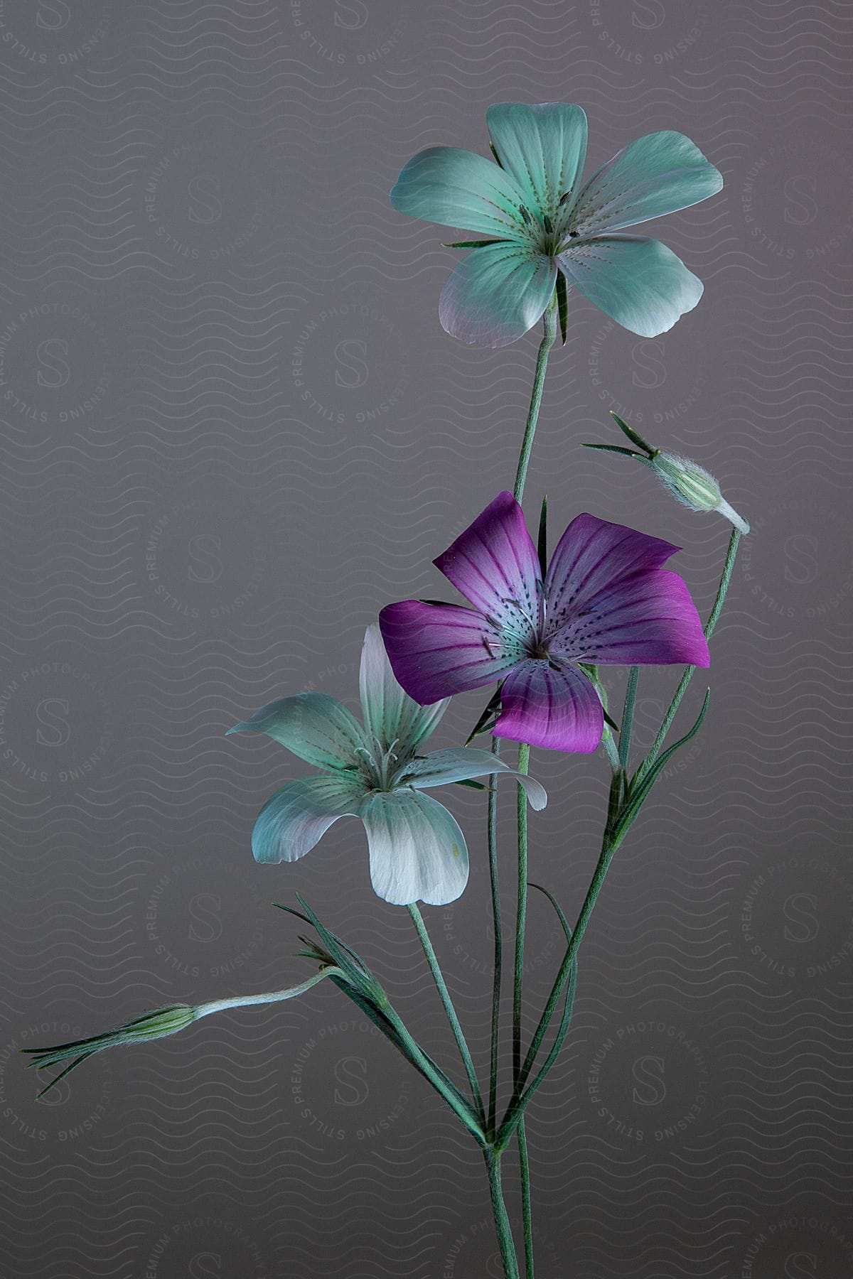 Close up of light blue flowers and purple flower