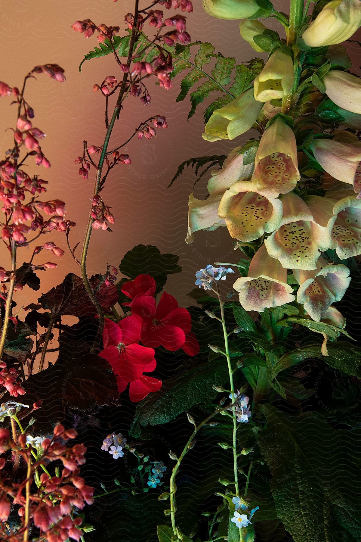 Plants and flowers of different species on a dark pink background