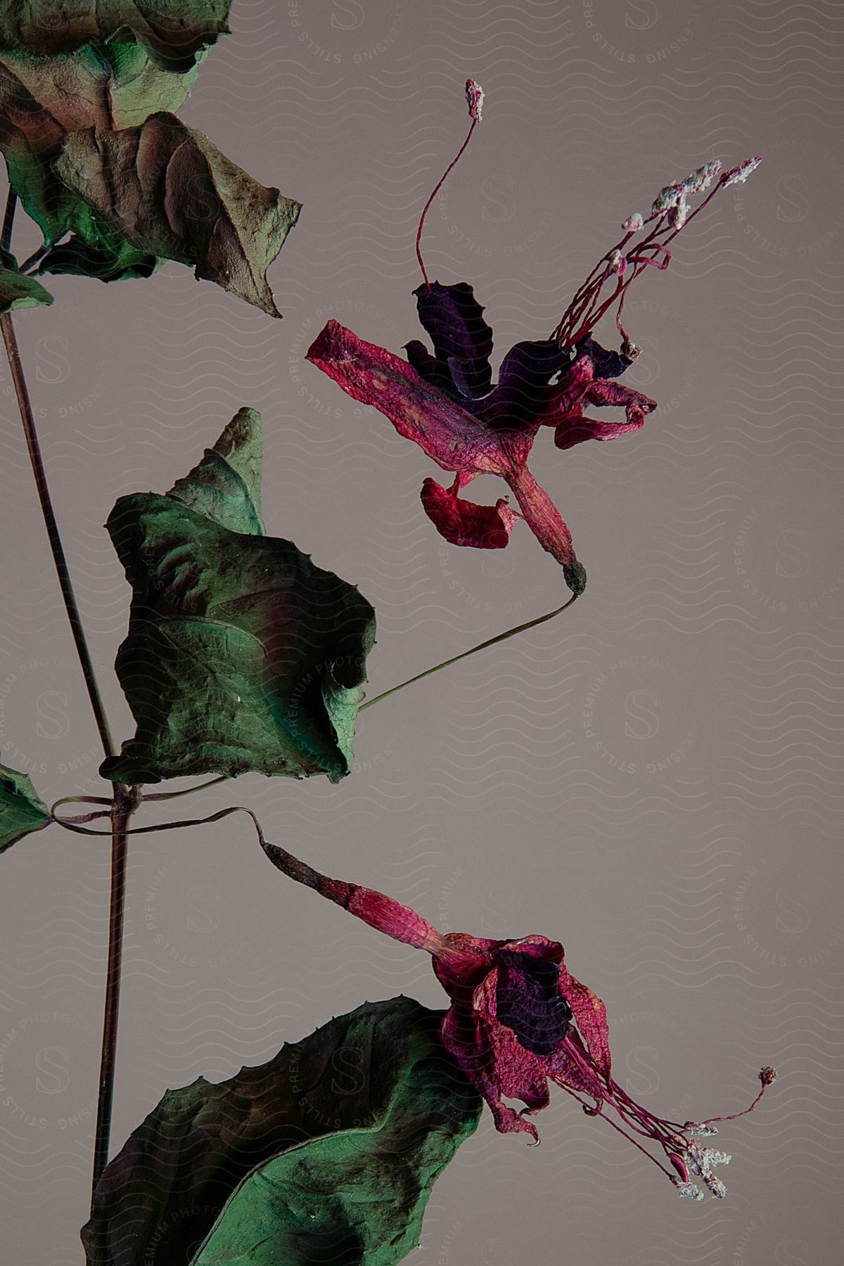 Still life of dry purple plant and flower on a gray background