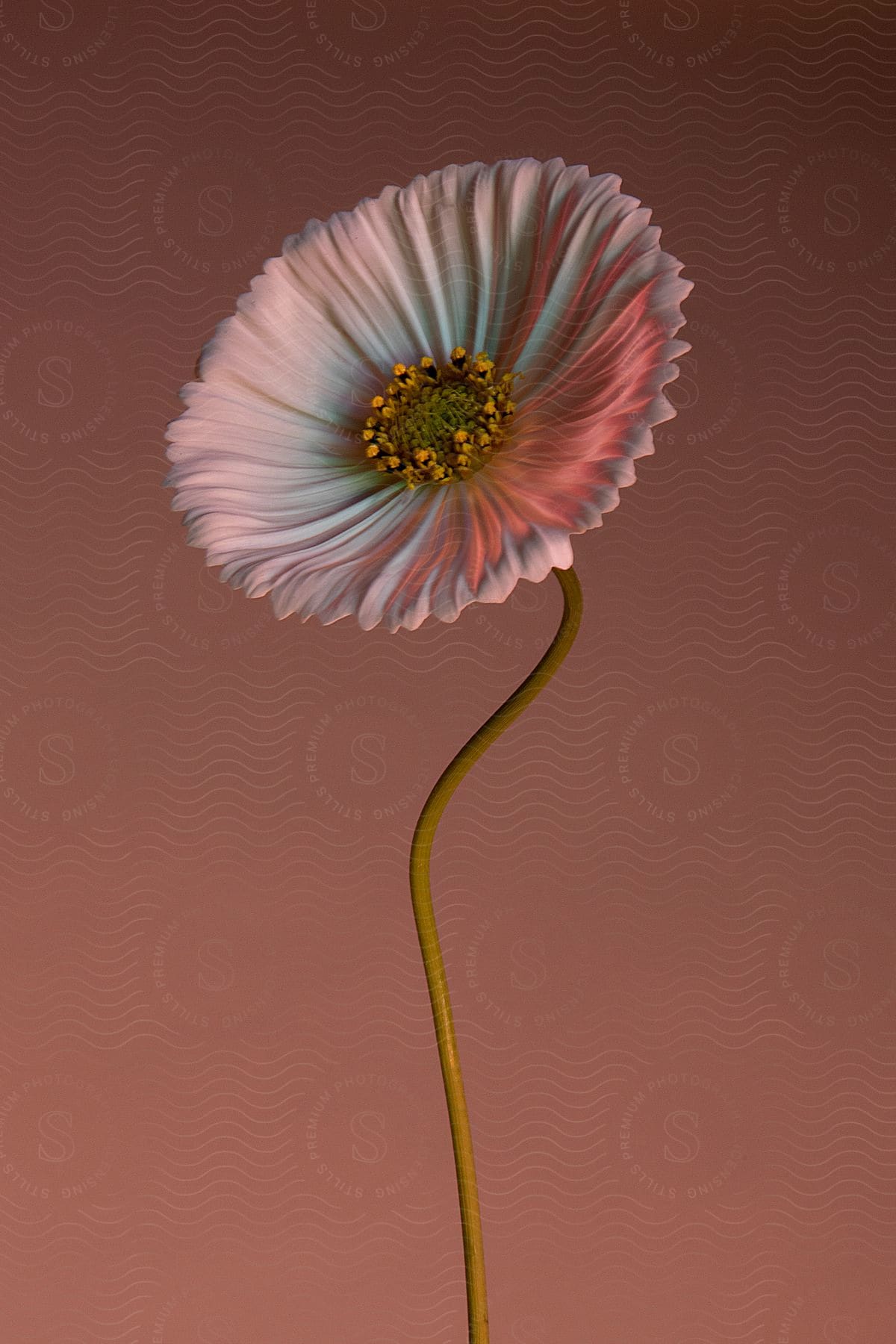 Greenish stem white petals and pollen on a blurred background