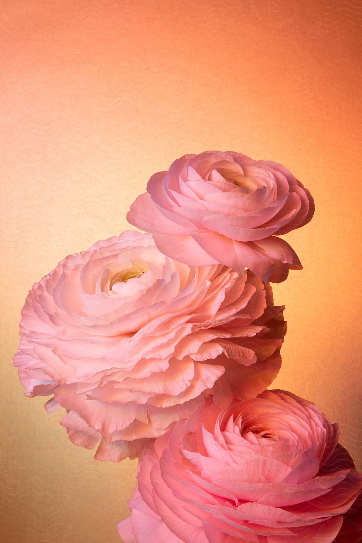 Closeup on pink flowers of different sizes on an orange background