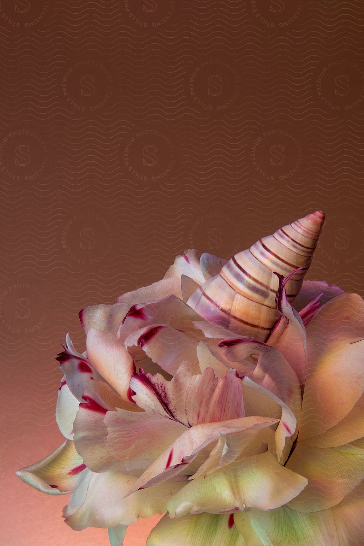 Close-up on a flower with white petals and pink details on a blurry background