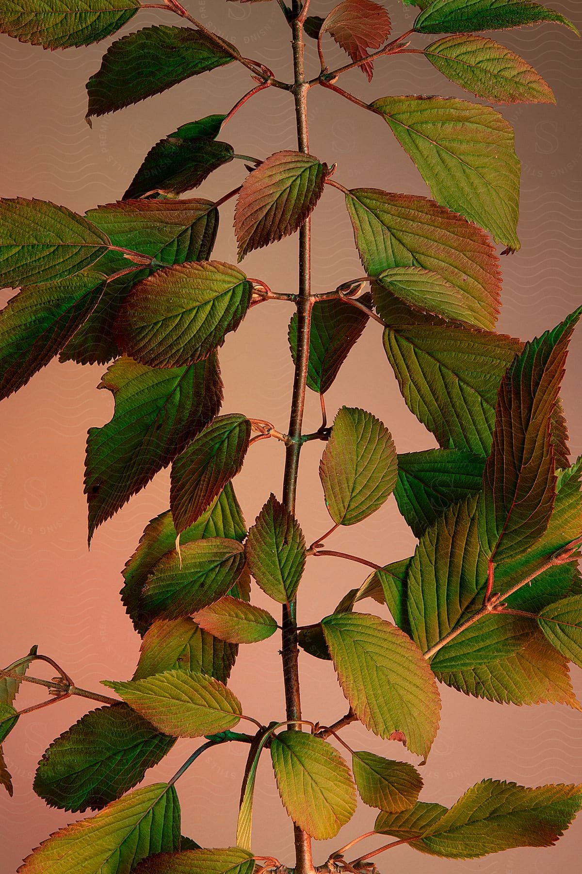 Branch of leaves of the Euptelea pleiosperma species on a blurred background.