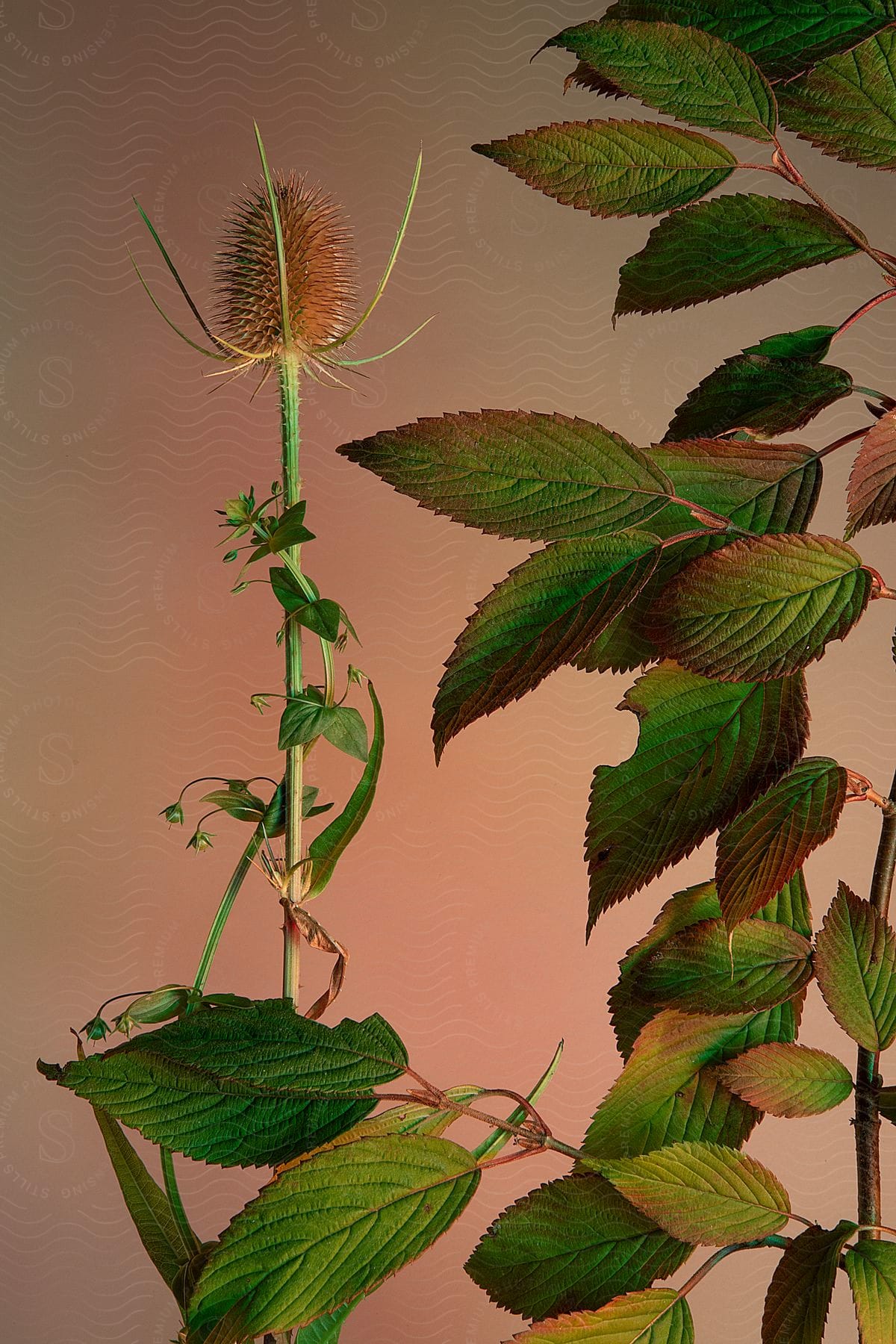 An arrangement of leaves next to a flower whose petals have fallen.