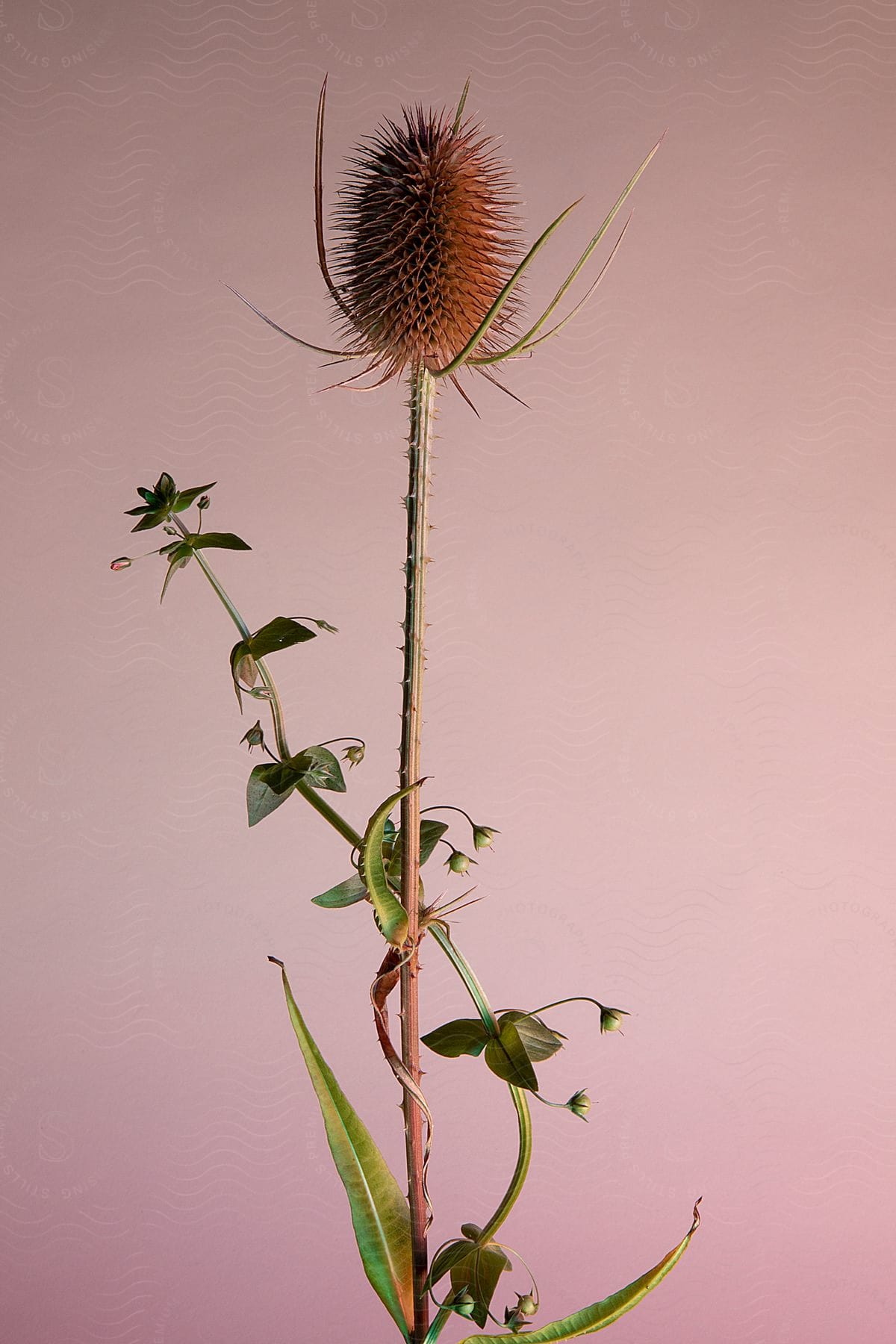 A dried thistle stands against a soft pink background