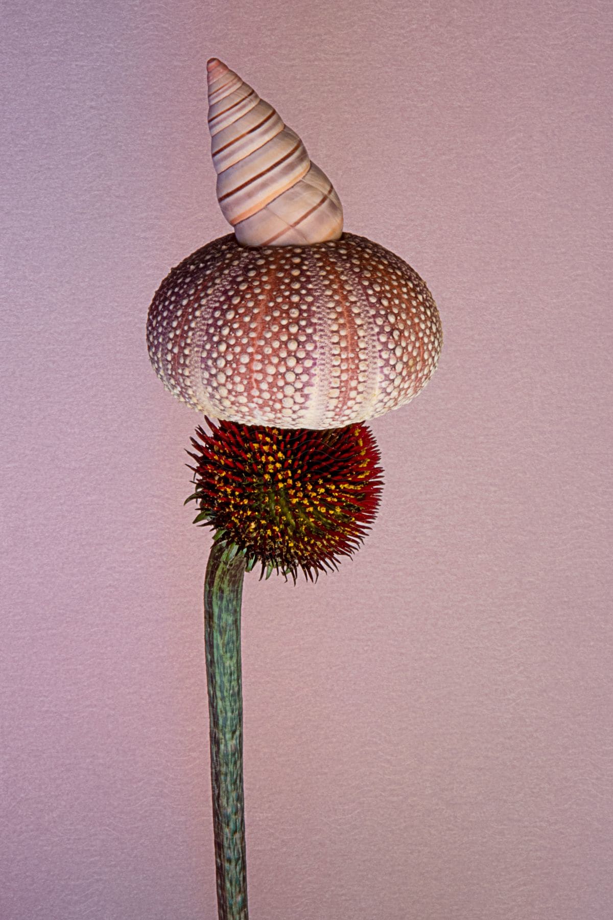 A shell is balanced atop a mushroom that grows from a colorful, spiny stem with a soft pink background.