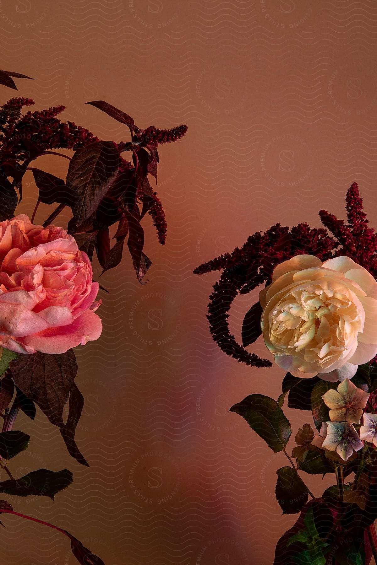 A pink and white rose near a wall