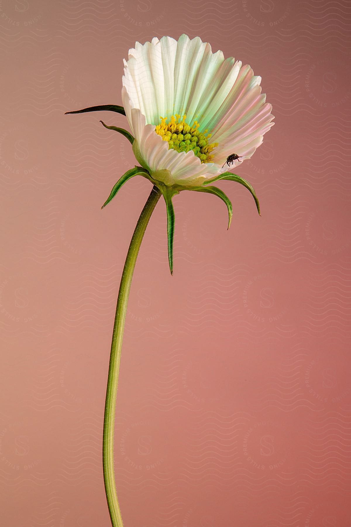 A white flower with a bee crawling on it.