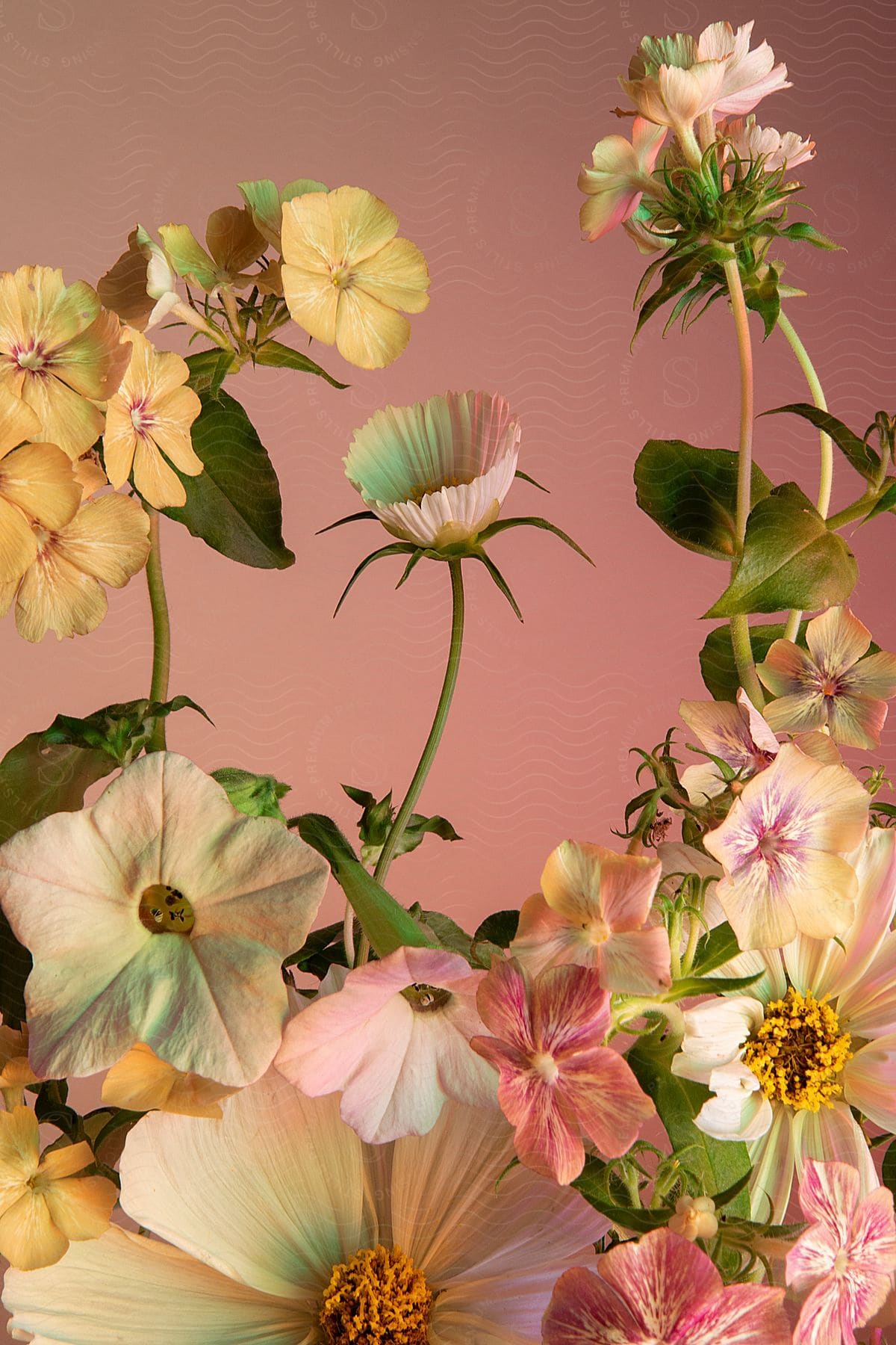 Close up of colorful flowers