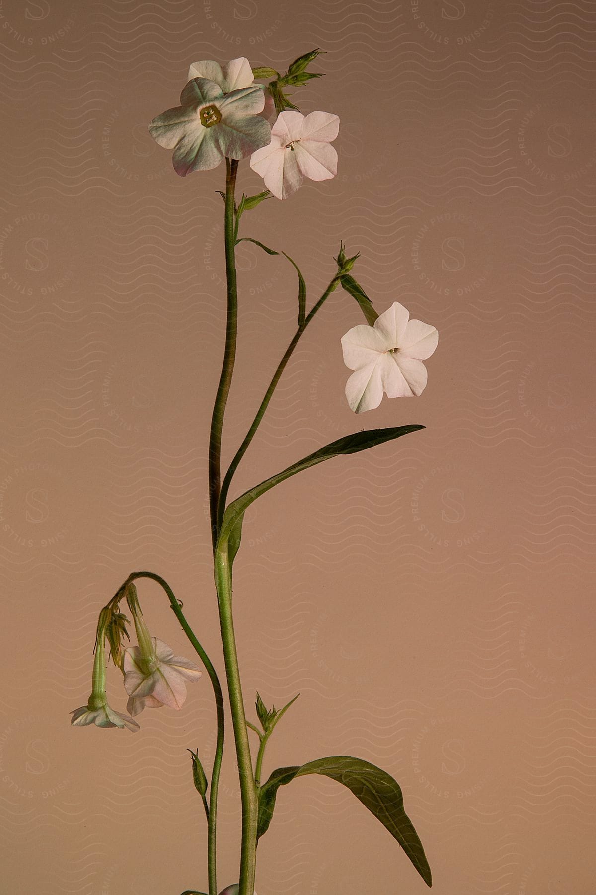 White flowers stand with petals spread and one flower is bent and wilted