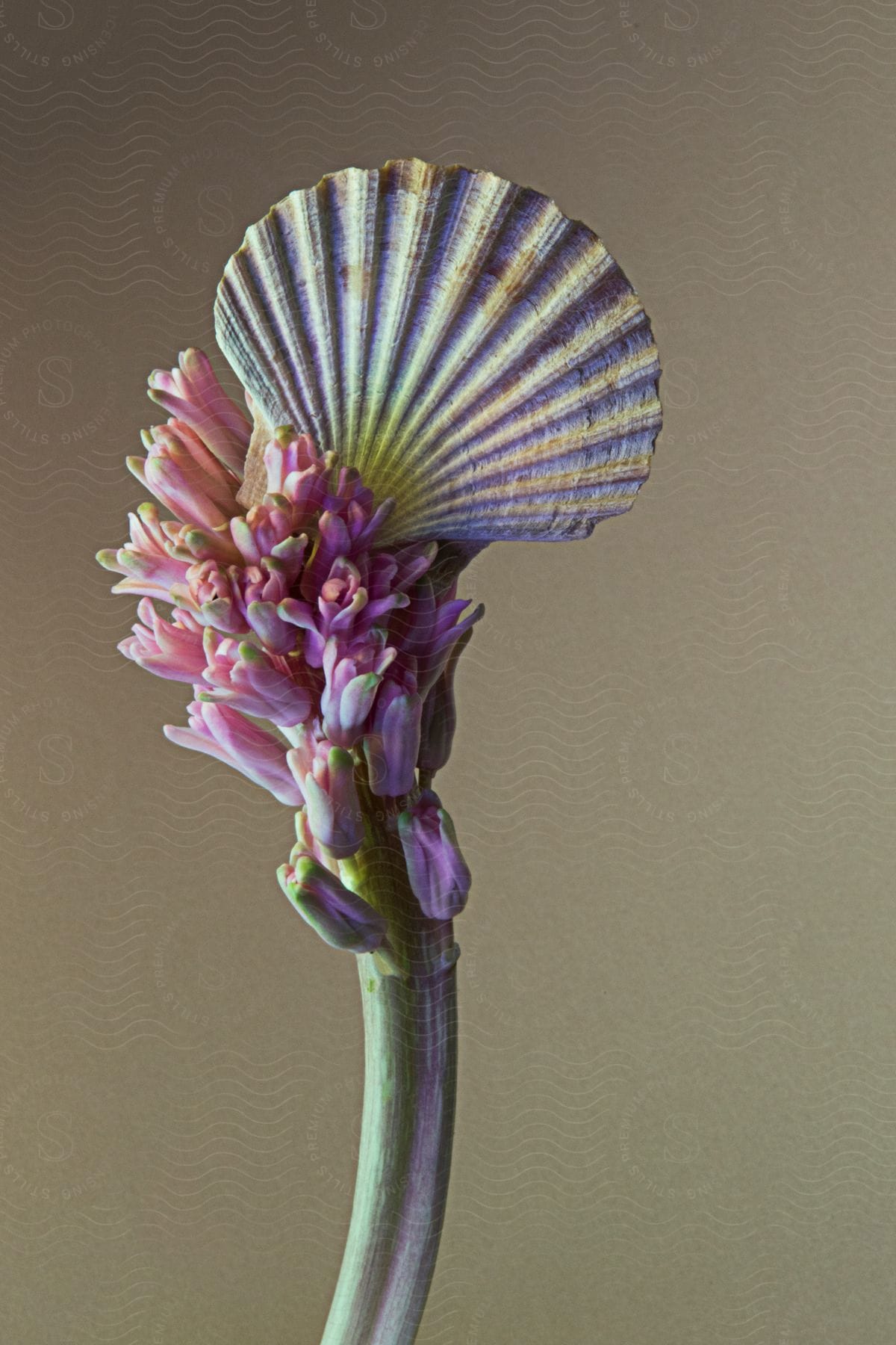 a cluster of pink flowers with a seashell placed on top of them.