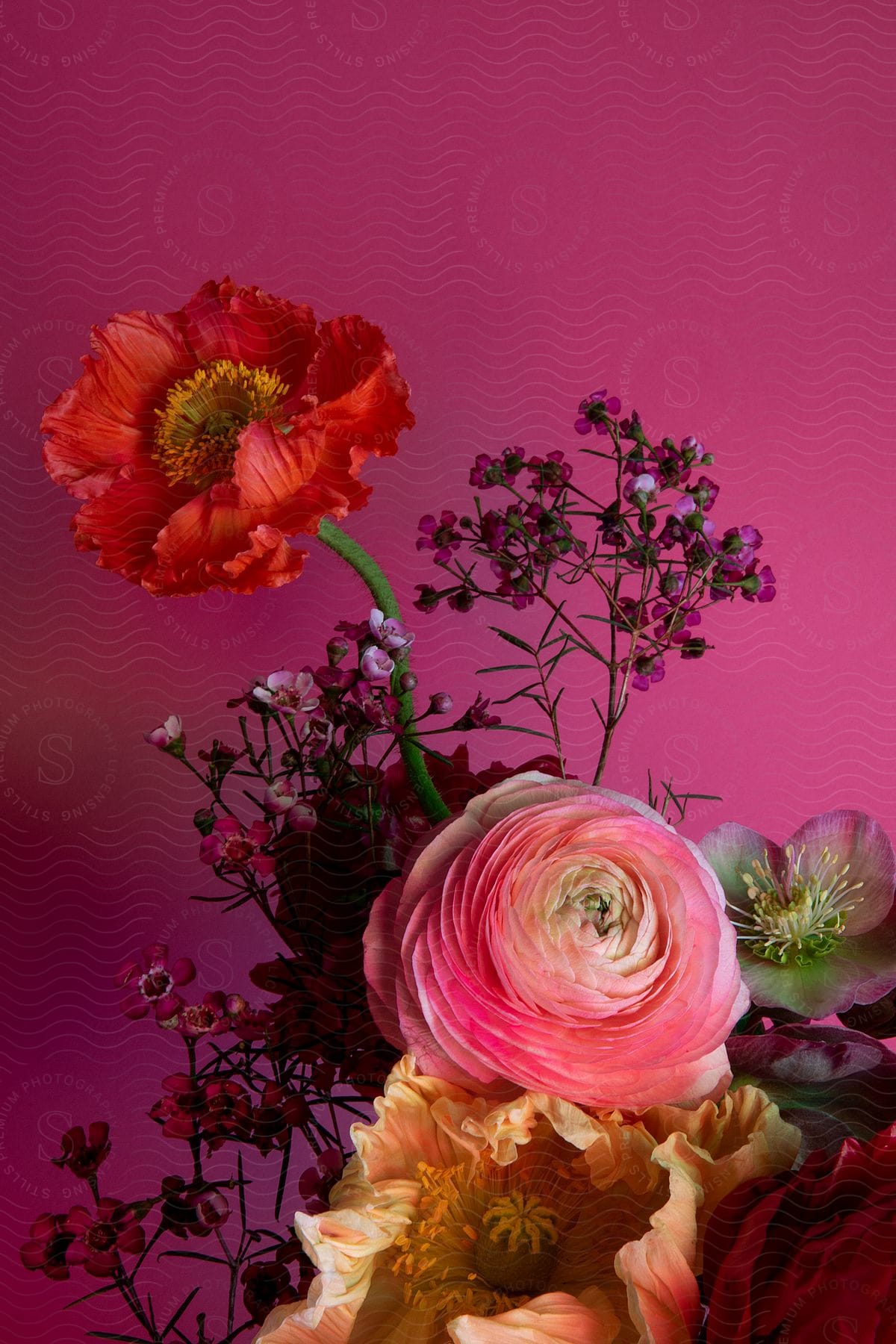 a flower plant with rose a a pink Patel