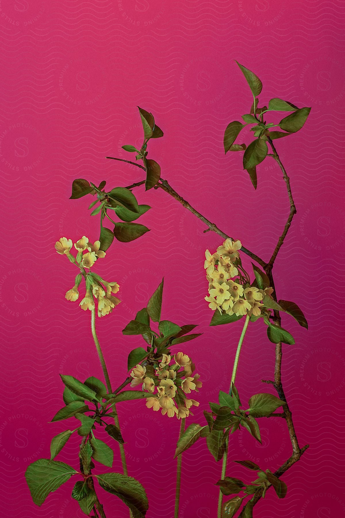 A Plant With Leaves Along With Yellow Flowers Is Placed In A Room With Pink Wall