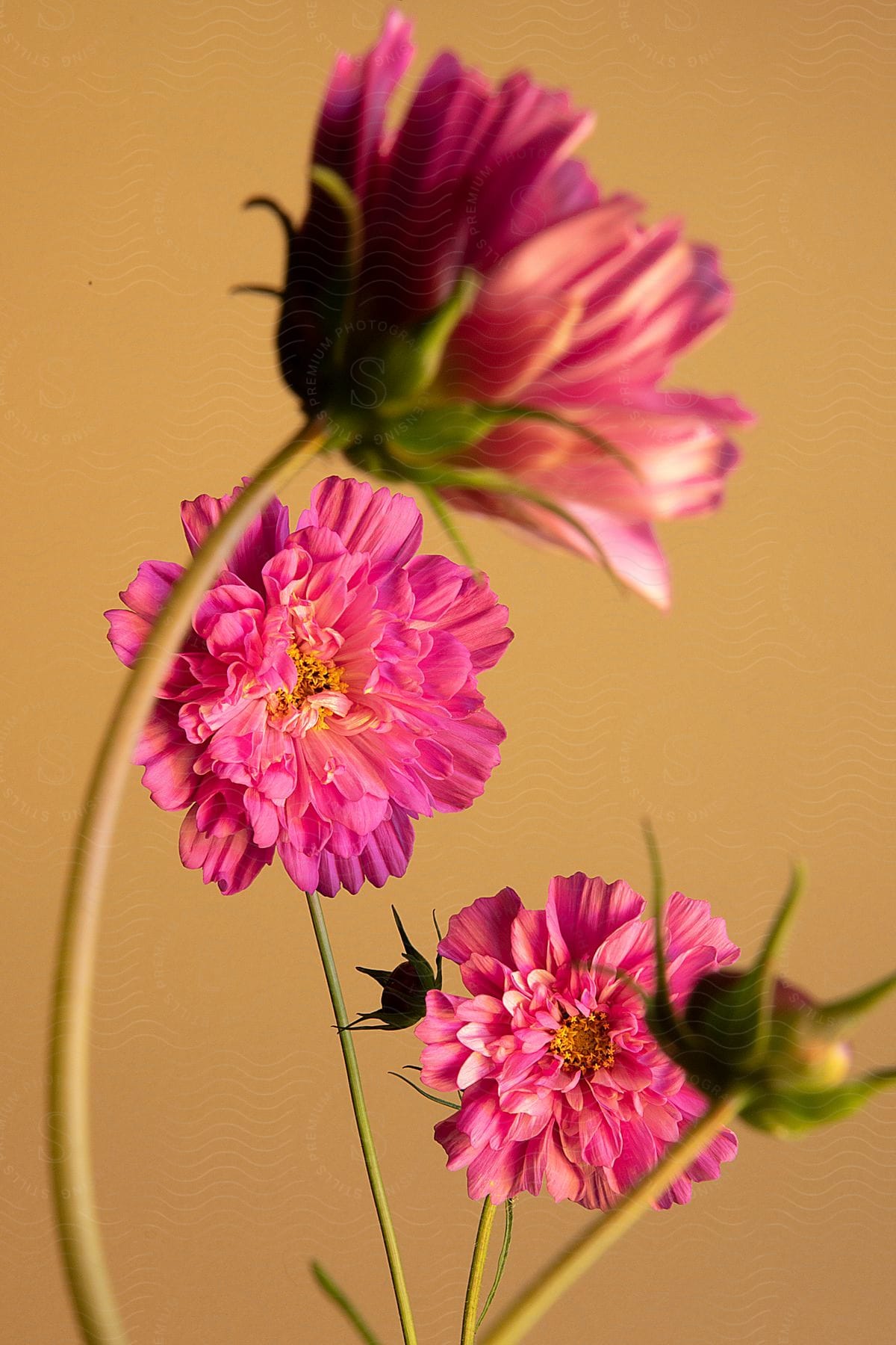 Pink dahlias standing tall above thin green stems.